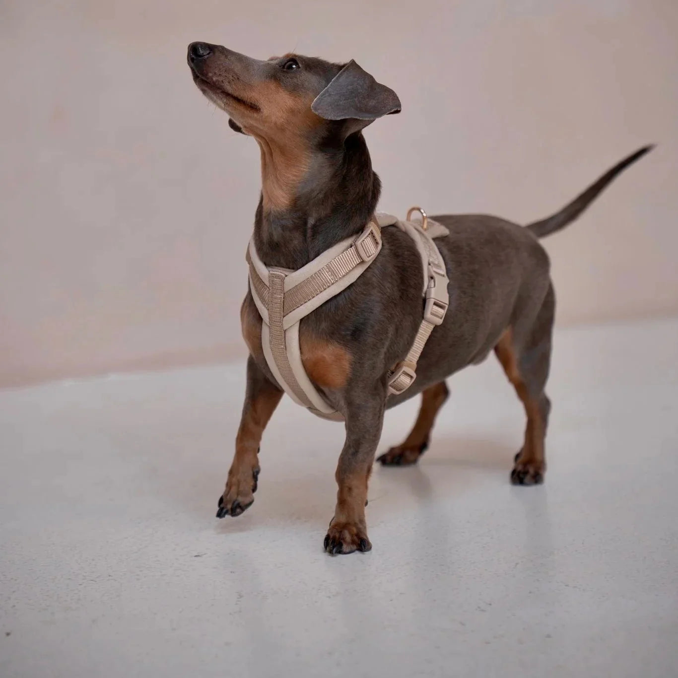 Sand- Velvet Dog Harness