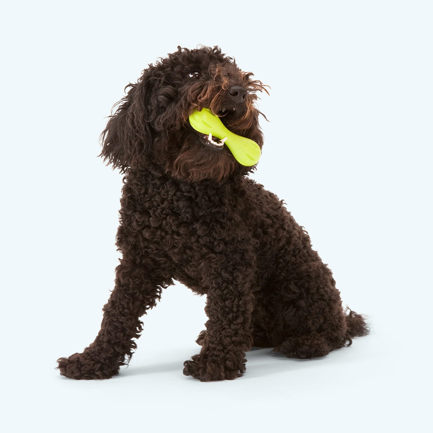 Hurley the Super Tough Chew Bone