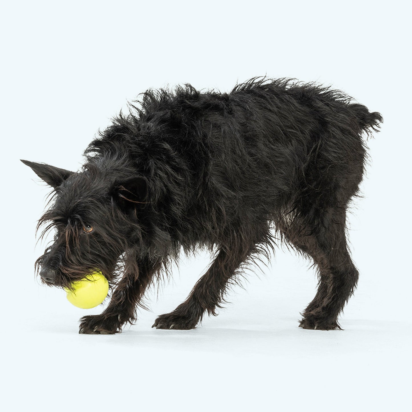 Jive Ball for Strong Chewers