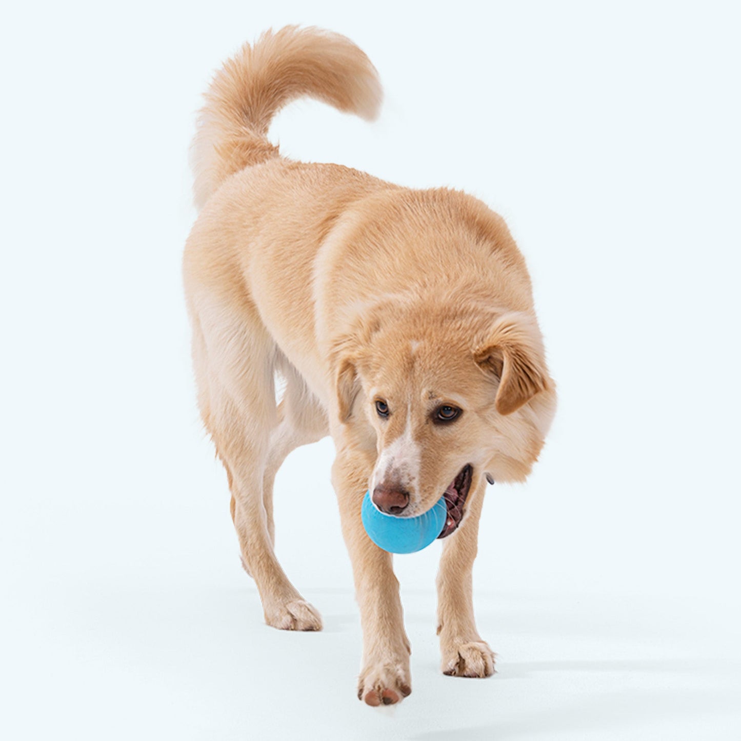 Jive Ball for Strong Chewers