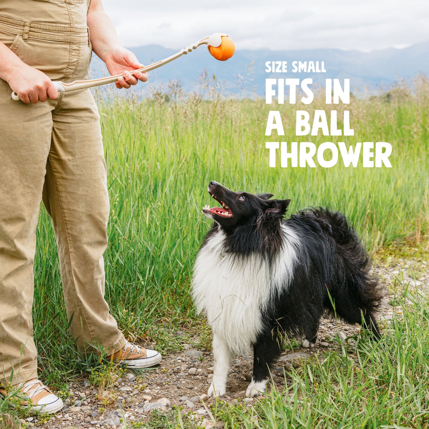 Jive Ball for Strong Chewers