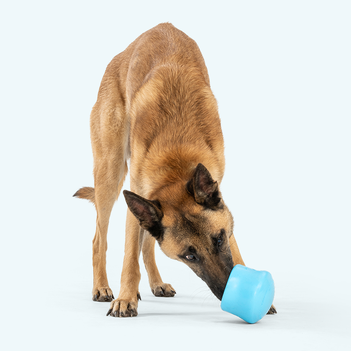 Dog Slow Feeder/Treat Toy