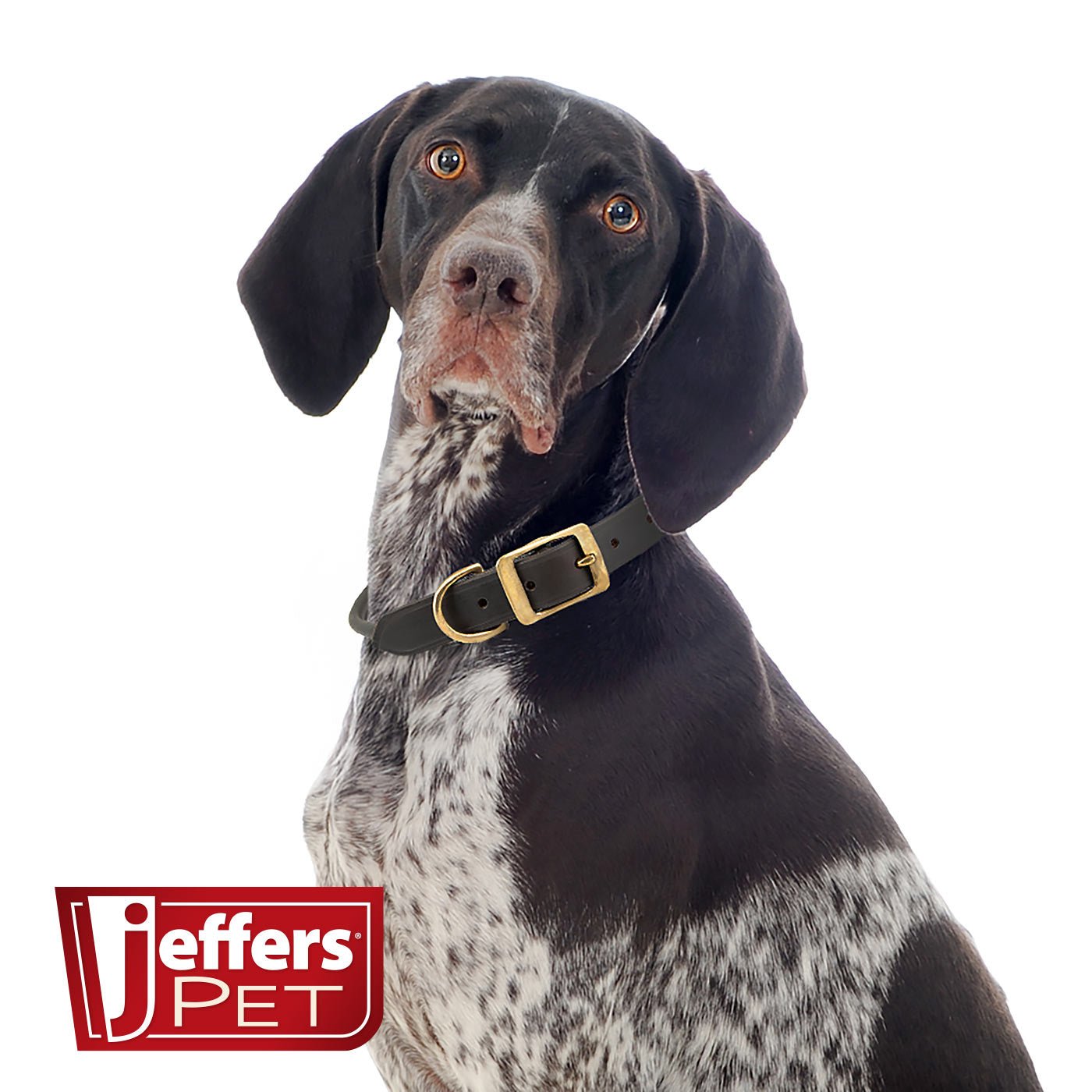 Leather Dog Collar with Brass Hardware